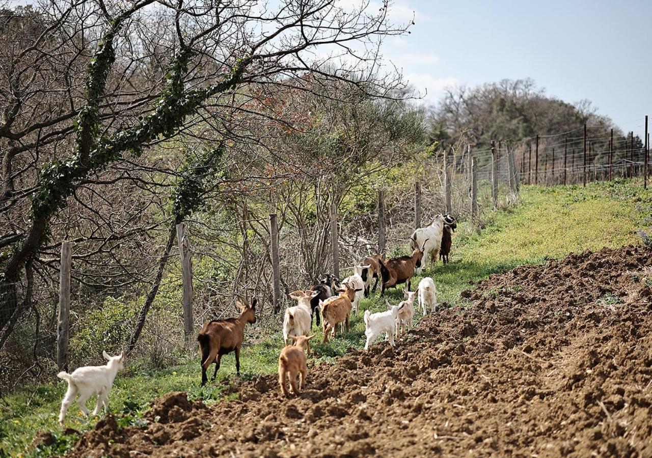 Casa Agricola Scorziello Villa Serre  Екстериор снимка
